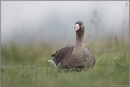 im Herbst... Blässgans *Anser albifrons*, Wildgans am Niederrhein