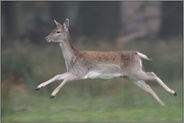 auf der Flucht... Damhirsch *Dama dama*, abspringendes Damtier, weiblicher Damhirsch flüchtet durch den Wald