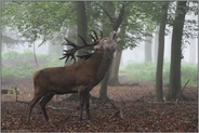 mitten im Wald... Rothirsch *Cervus elaphus*