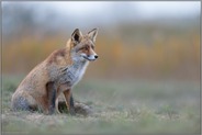 gebannt... Rotfuchs *Vulpes vulpes* im späten weichen Licht