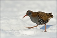 unterwegs im Schnee... Wasserralle *Rallus aquaticus* im Winter