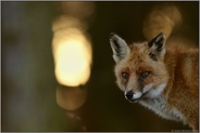 Fuchsportrait... Rotfuchs *Vulpes vulpes* im Abendlicht