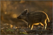 im Gegenlicht... Wildschweinfrischling *Sus scrofa*, junges Wildschwein im Wald