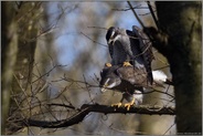 lautstark... Habicht *Accipiter gentilis*, Paarung der Habichte