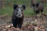 stutzig... Wildschwein *Sus scrofa* schaut überrascht auf