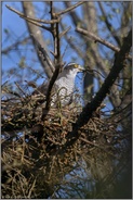 Bau des Habichthorstes... Habicht *Accipiter gentilis*, Habichtweibchen baut am Nest