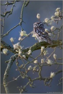 aufmerksam... Steinkauz *Athene noctua* im Birnbaum sitzend, leuchtend weiße Augenbrauen