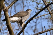 stattliches Habichtweibchen... Habicht *Accipiter gentilis* im Baum