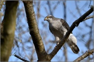 nadelspitze Krallen... Habicht *Accipiter gentilis* bei der Jagd auf Beute