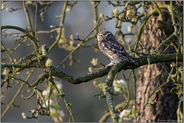 Frühlingsbeginn... Steinkauz *Athene noctua* im Birnbaum sitzend