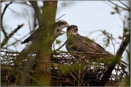 gemeinsam auf dem Horst... Habicht *Accipiter gentilis*, Habichtpärchen bei den Brutvorbereitungen