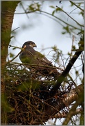 Ende März... Habicht *Accipiter gentilis*, Habichtweibchen auf dem Horst