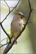 erfreulich... Kernbeißer *Coccothraustes coccothraustes*, Weibchen mit Nistmaterial im Schnabel