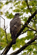 aufmerksam konzentriert... Habicht *Accipiter gentilis* bei der Jagd