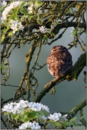 erstes Licht... Steinkauz *Athene noctua* frühmorgens in einem blühenden Birnbaum