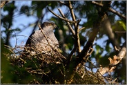 in der Morgensonne... Habicht *Accipiter gentilis*, Habichtweibchen sonnt sich auf dem Horst