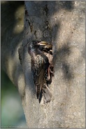 Futter im Schnabel... Star *Sturnus vulgaris* lockt Jungvögel an den Eingang zur Bruthöhle