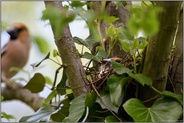 gut versorgt... Kernbeißer *Coccothraustes coccothraustes*, Paar am Nest