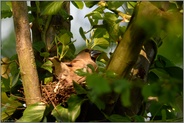 nistend... Kernbeißer *Coccothraustes coccothraustes*, weiblicher Altvogel auf dem Nest