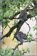 er wacht, sie schläft... Steinkauz *Athene noctua*, Pärchen ruht gemeinsam in einem alten Birnbaum