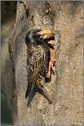 nahrhafte Kost... Star *Sturnus vulgaris* hält Ameiseneier im Schnabel