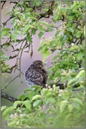 ein rascher Blick... Steinkauz *Athene noctua* während der Gefiederpflege