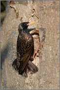 Stützfedern... Star *Sturnus vulgaris*, Altvogel im Abendlicht an der Bruthöhle