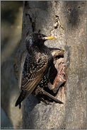 Halt suchend... Star *Sturnus vulgaris*, Altvogel kommt zur Fütterung an die Bruthöhle