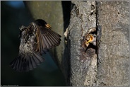 sehnsüchtig erwartet... Star *Sturnus vulgaris*, Altvogel kommt zur Fütterung an die Bruthöhle