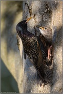 fast flügge... Star *Sturnus vulgaris* lockt Jungvogel aus der Bruthöhle