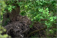 7 Augen... Europäischer Uhu *Bubo bubo*, Jungvögel in ihrem Nest auf einem alten Habichthorst am späten Abend