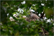 dreifacher Nachwuchs... Habicht *Accipiter gentilis*, Habichtweibchen mit Nestlingen, Habichtküken