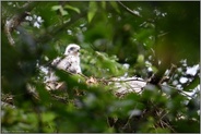 versteckt in den  Baumkronen... Habicht *Accipiter gentilis*, Habichtküken, Nestling auf dem Horst