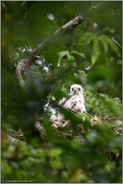 hellwach... Habicht *Accipiter gentilis*, Habichtküken im Nest