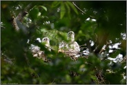 erwartungsvoll... Habicht *Accipiter gentilis*, Habichtküken auf dem Nestrand