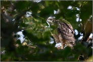 es geht voran... Habicht *Accipiter gentilis*, Habichtküken, junger Greifvogel auf dem Horst