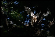 Flugübungen... Habicht *Accipiter gentilis*, junger Habicht schlägt umherhüpfend mit den Flügeln