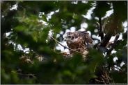 auf dem Horst... Habicht *Accipiter gentilis*, noch nicht flügger Jungvogel, Nestling