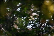 Flattersprünge... Habicht *Accipiter gentilis*, Habichtnestling trainiert Beweglichkeit, Geschick und  Flugmuskulatur