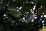 mitten im Wald... Habicht *Accipiter gentilis*, Nestlinge, Jungvögel auf dem Nest, Habichthorst