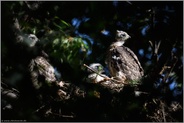 gespannte Aufmerksamkeit... Habicht *Accipiter gentilis*, Jungvögel, Nestlinge auf ihrem Horst