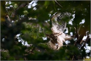 Flügelschläge... Habicht *Accipiter gentilis*, Habichtnestling trainiert Beweglichkeit und  Flugmuskulatur