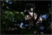 bald startklar... Habicht *Accipiter gentilis*, Habichtästling trainiert auf dem Horst das Gleichgewichtsgefühl