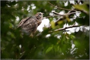 Überraschung... Habicht *Accipiter gentilis*, Jungvogel verlässt erstmals den Horst