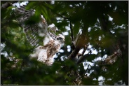 Fortschritte... Habicht *Accipiter gentilis*, Jungvogel trainiert auf dem Horstrand die Flugmuskultur