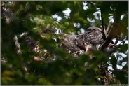 das große Fressen... Habicht *Accipiter gentilis*, Fütterung der Ästlinge