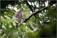 junger Habicht... Habicht *Accipiter gentilis* lauert im Wald