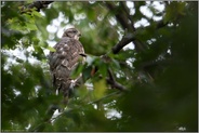 in den Baumkronen... Habicht *Accipiter gentilis* im Wald; Jungvogel im Geäst der Bäume