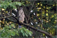 endlich flügge... Habicht *Accipiter gentilis*, Ästling weit abseits vom Nest