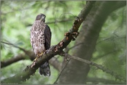 Herzchenmuster... Habicht *Accipiter gentilis*, Jungvogel zeigt sein Brust- und Bauchgefieder